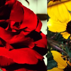 Meet your Posher, Pakou